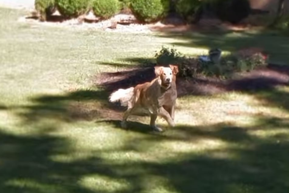 Becky Turner's childhood dog Sonny races through the front yard of her parents' house in Google Maps images from 2011.