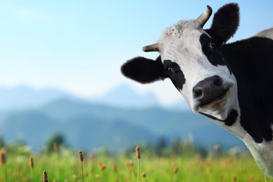 Cows have been trained to use a latrine in hopes of combating climate change (stock image).