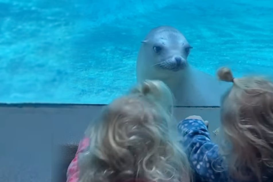 Seal sees twins for the first time – and his intense reaction is priceless!