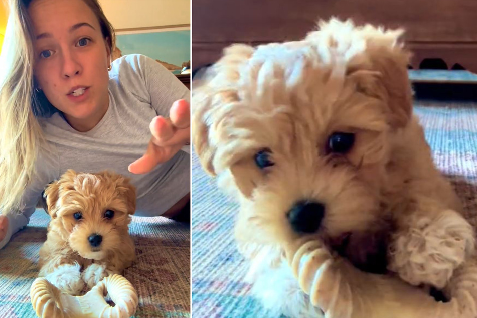 Puppy is left alone with camera – what the dog does next is a laugh riot!