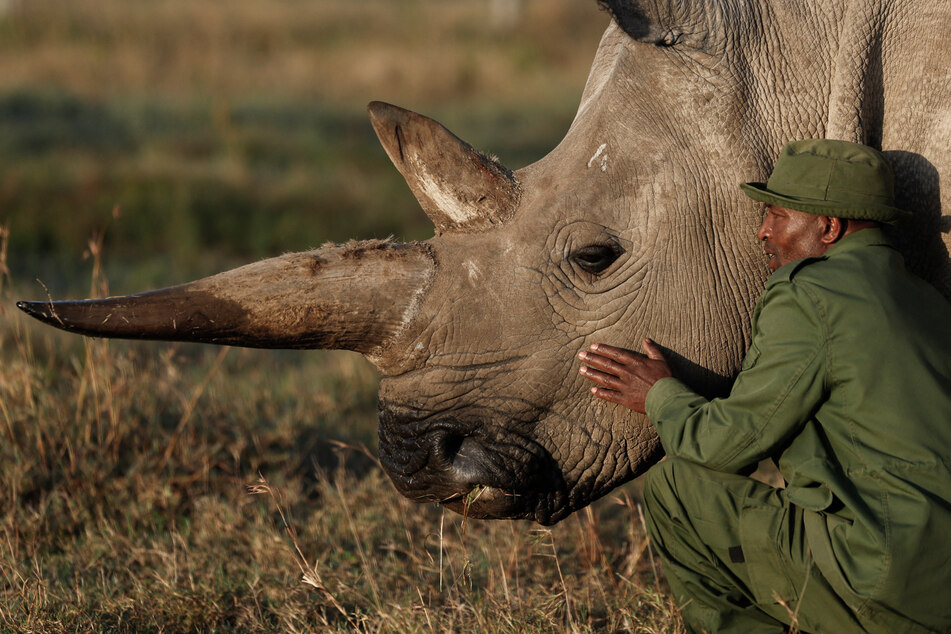 Scientists launch massive effort to rescue rhino from extinction: "We will save them"