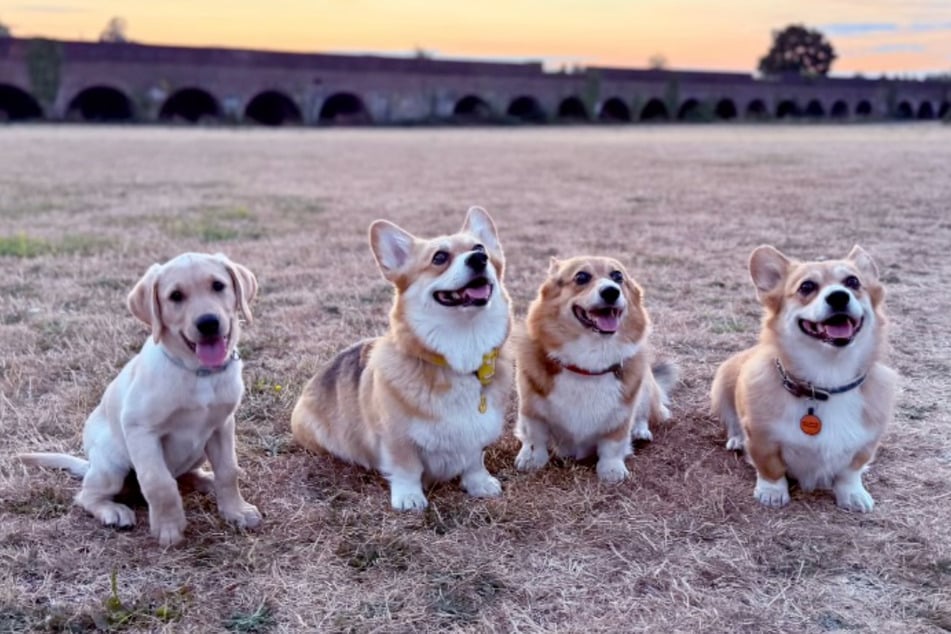 Labrador dog Mash (far L) brings new energy to the Corgi crew.