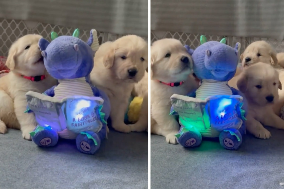One cuter than the other: the puppies with their storyteller, Dalton the dragon.