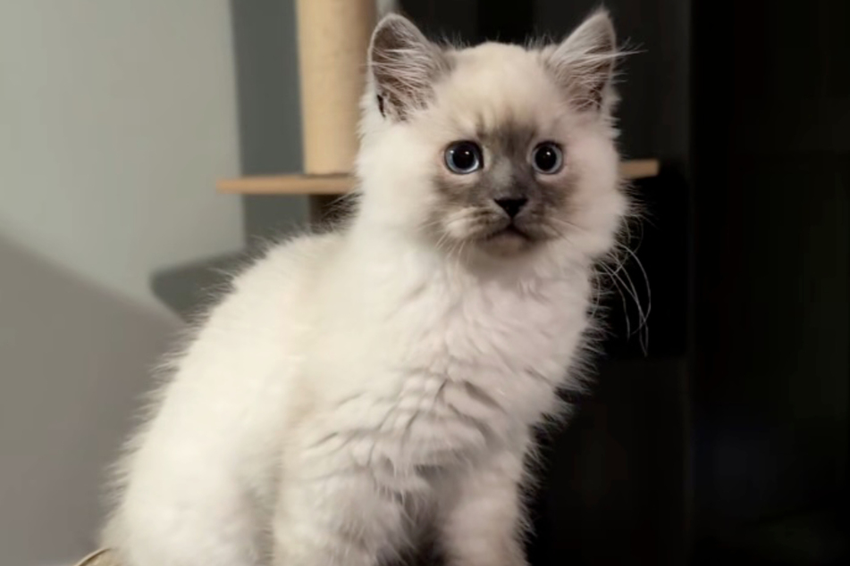 This is what Sprout the cat looked like as a kitten.