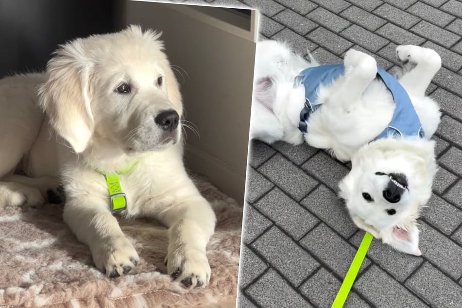 After her golden retriever died young, dog owner gets serious about new pet's diet