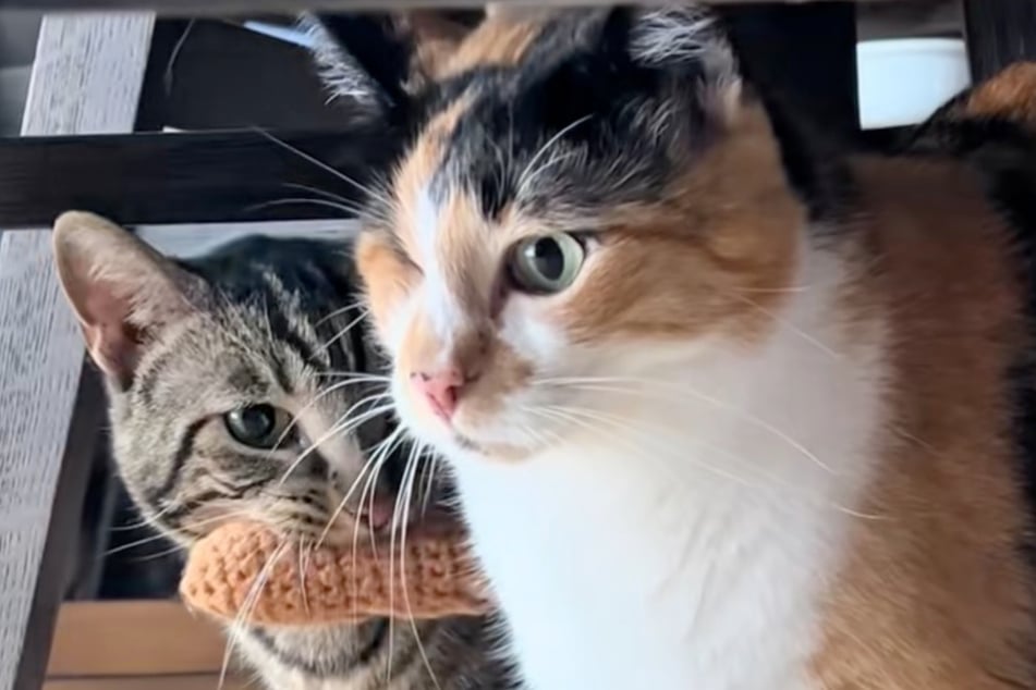 Chase the cat wants the one‑eyed girlfriend Millie back – but she's had enough of him!