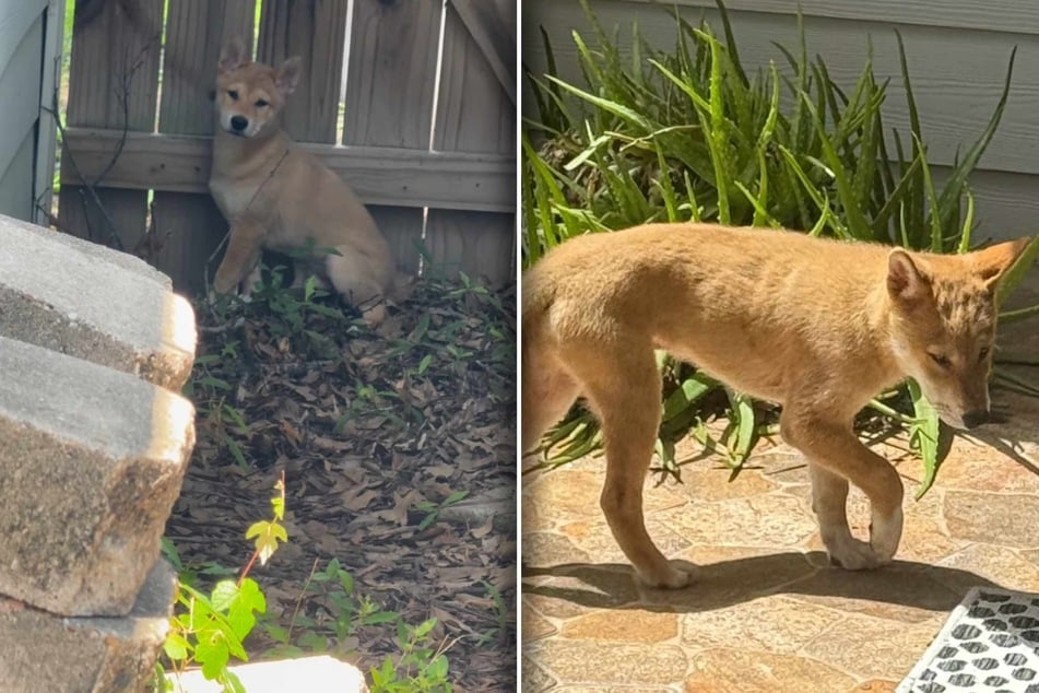 Dog puppy or coyote?