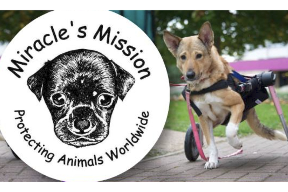 The British animal welfare organization Miracle's Mission has been helping animals in need for around ten years.
