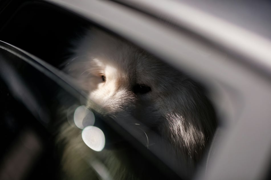 Even if your dog doesn't enjoy the journey, if it is in pain then you should take it to the vet.