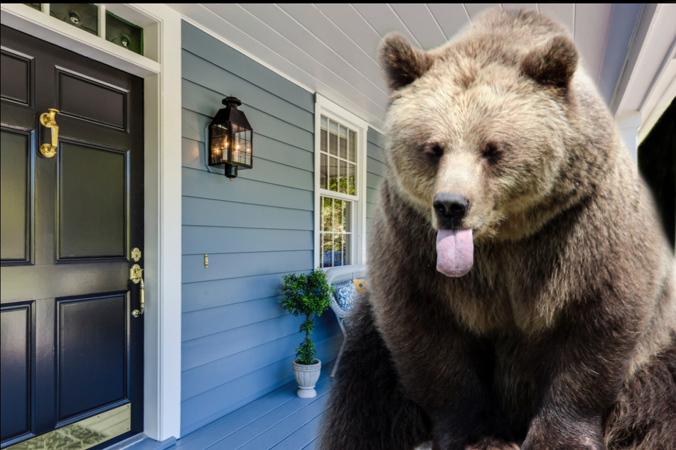 A beary big visitor tries to ring the doorbell in jaw-dropping video