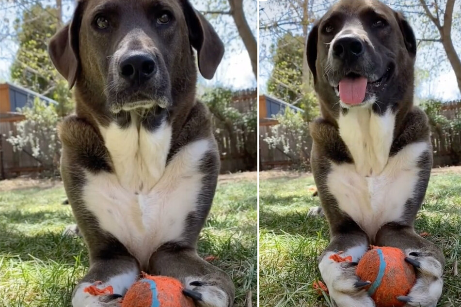 After his owner has given up, the dog is delighted.