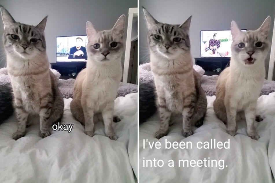 Cats double-team their owner in a "meeting" with hopes of scoring second meal!