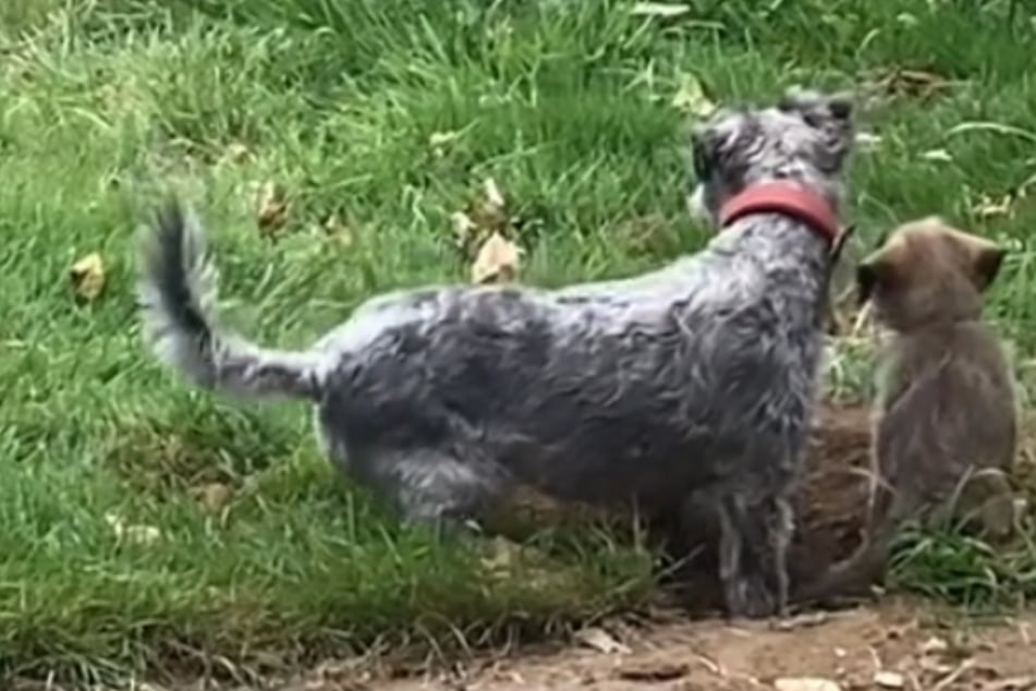 Luckily, the two dogs have since learned to love each other.