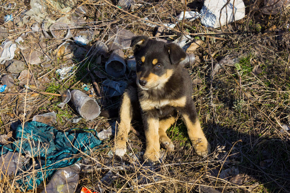 In Louisiana, a dog owner threw her puppies in the trash (stock image).