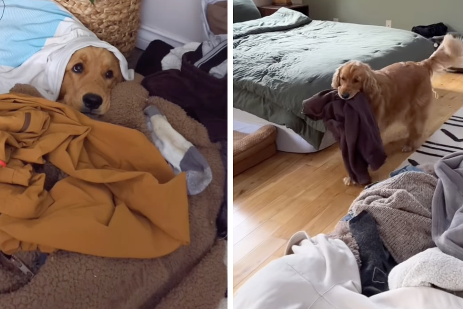 Pacha the dog built herself a cuddle pile out of her owner's clothes.