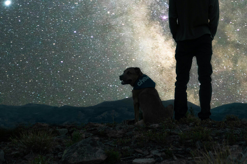 History of dogs: A wolves to domestic pets