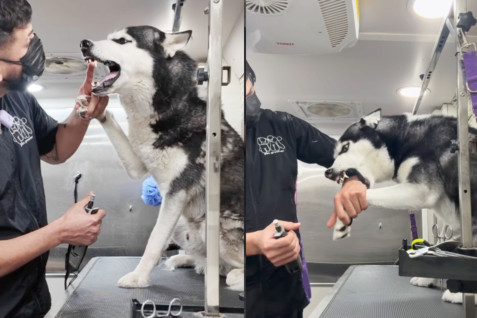 Groomer Wesly had his hands full with this dog.