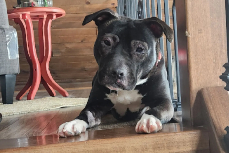 Danish has not had an easy life and is now hoping for a loving home.