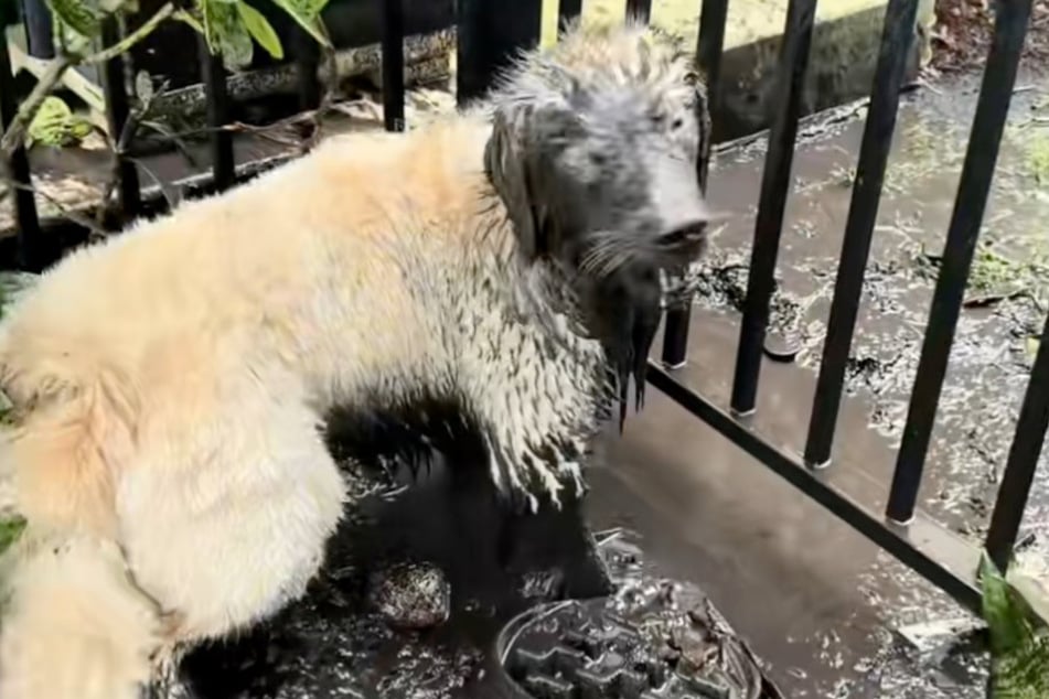 Bauer the dog doesn't mind mud one bit!