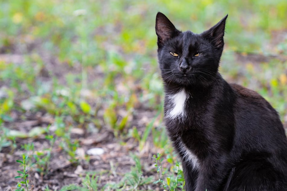This kleptomaniac kitty is a real-life cat burglar!