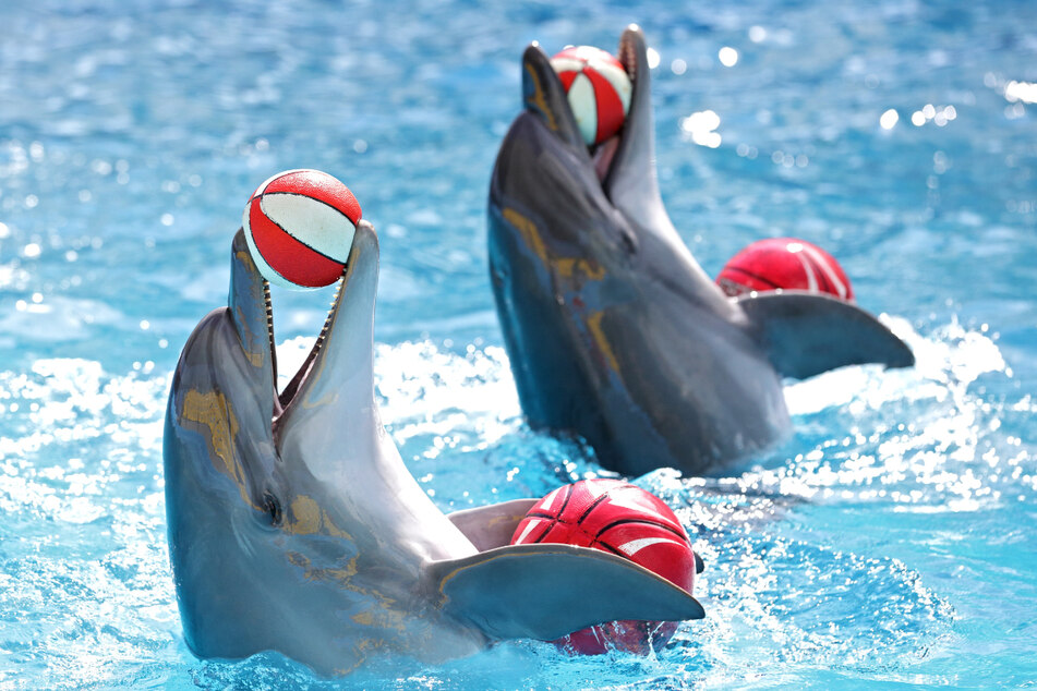 More than 3,000 dolphins are used for tourist entertainment purposes worldwide (stock image).