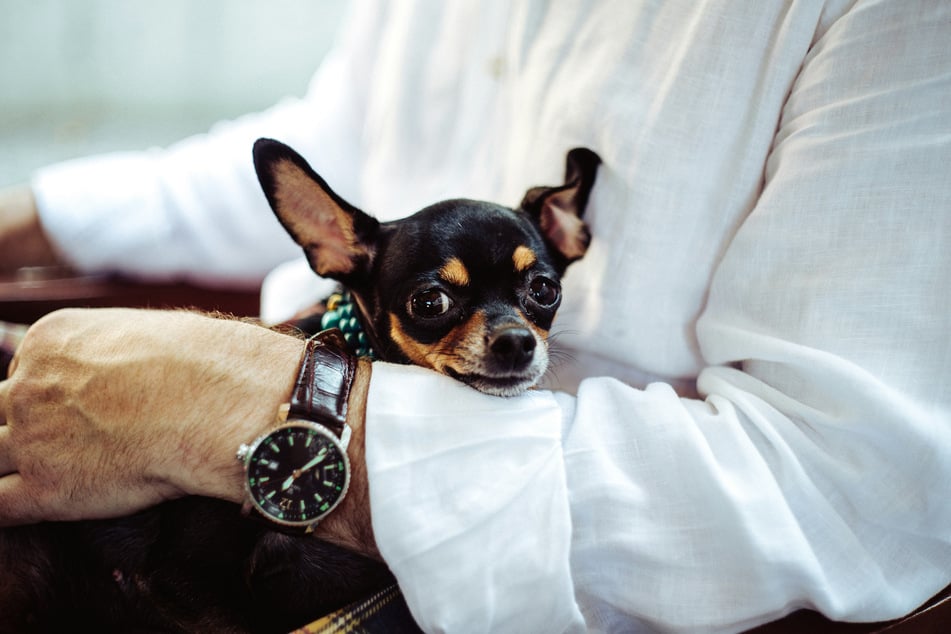 While many aren't chihuahua fans, others can't get enough of these yappy little dudes.