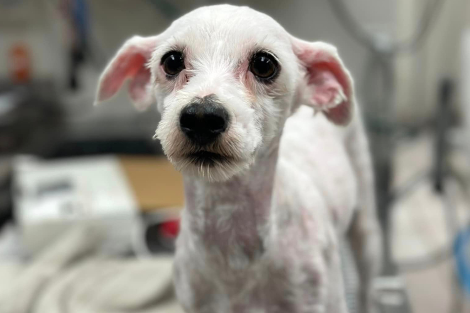 It's hard to believe that this is what Patsy the dog looks like today after a full body shave.