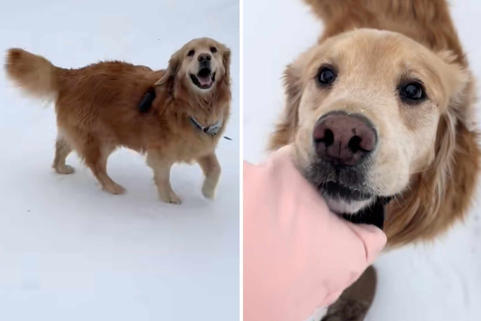 Dog owner Emily Todd just couldn't help herself. At 11:30 PM, she woke her beloved Golden Retriever from a deep sleep and took him outside to play!