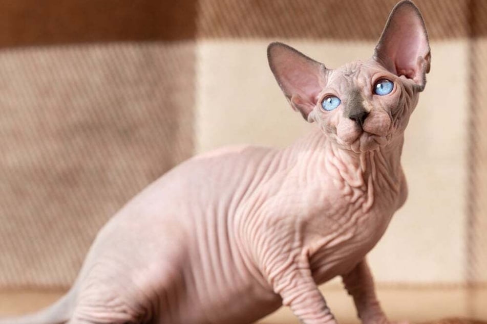No hair? Don't care! Everything you need to know about the wonderfully weird Sphynx cat breed