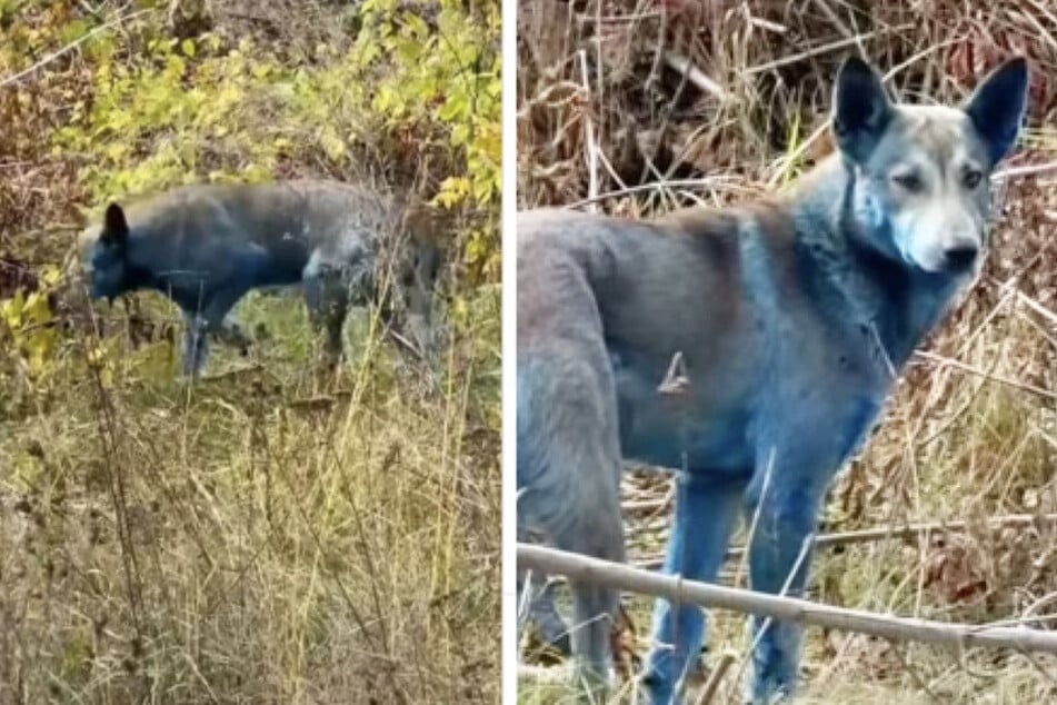 The dogs were reportedly turned blue by dye used in sterilization efforts.