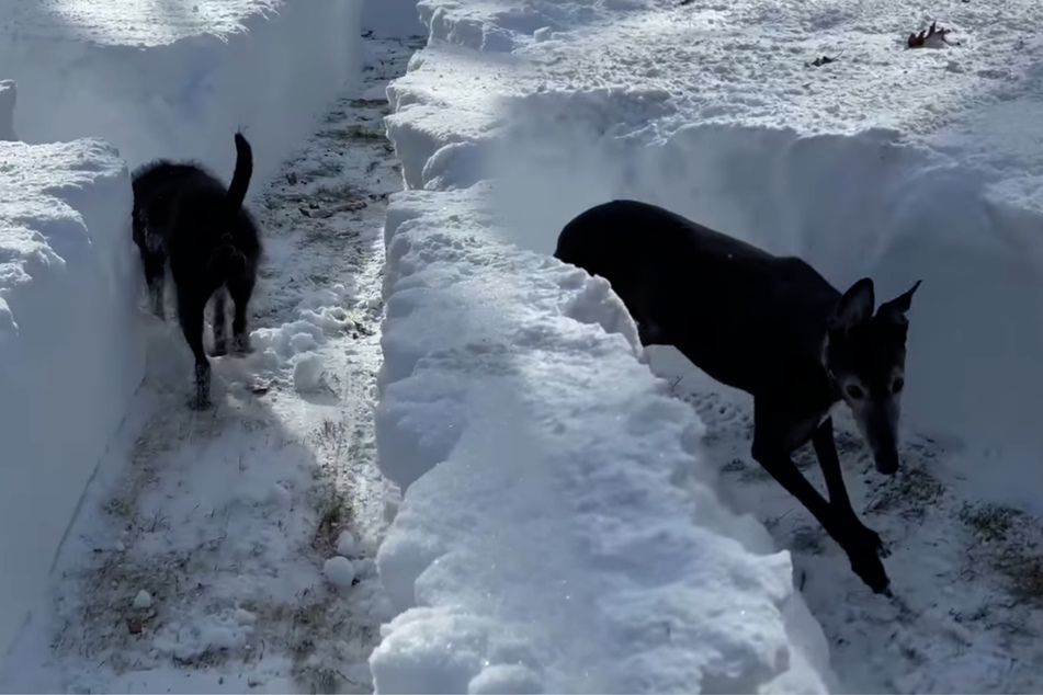 New Yorker builds his dogs a snow maze
