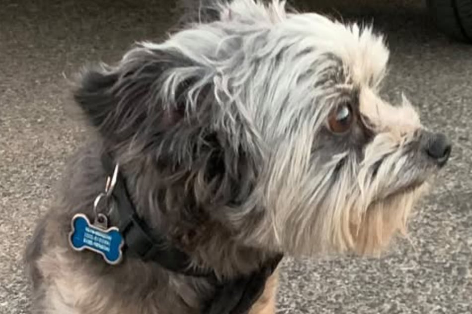 Dog rescued with fur so matted he couldn't walk or see: "No animal should have to go through that"