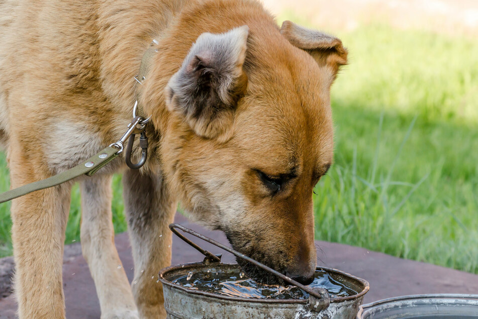 Large dogs have much larger lungs compared to smaller dogs and can hold their breath longer.