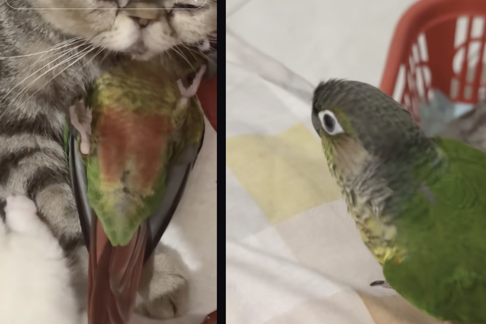 The owner of the animals believes that the bird appreciates the love of the mother cat.