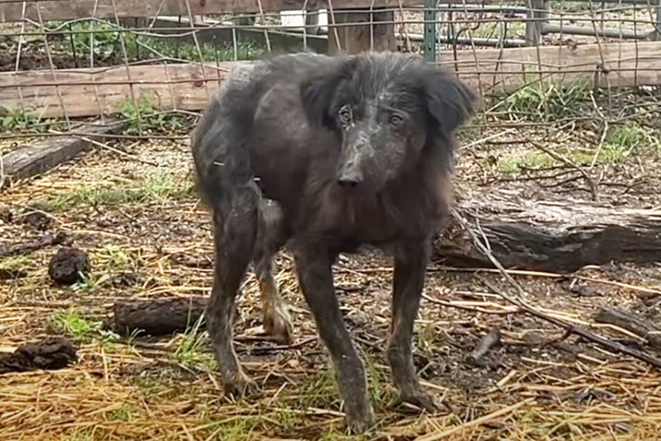 This female dog looked very exhausted and sick – she also had a secret!