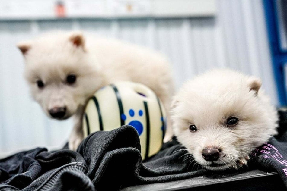 Formerly extinct Ice Age dire wolf has been brought back to life with cloning technology