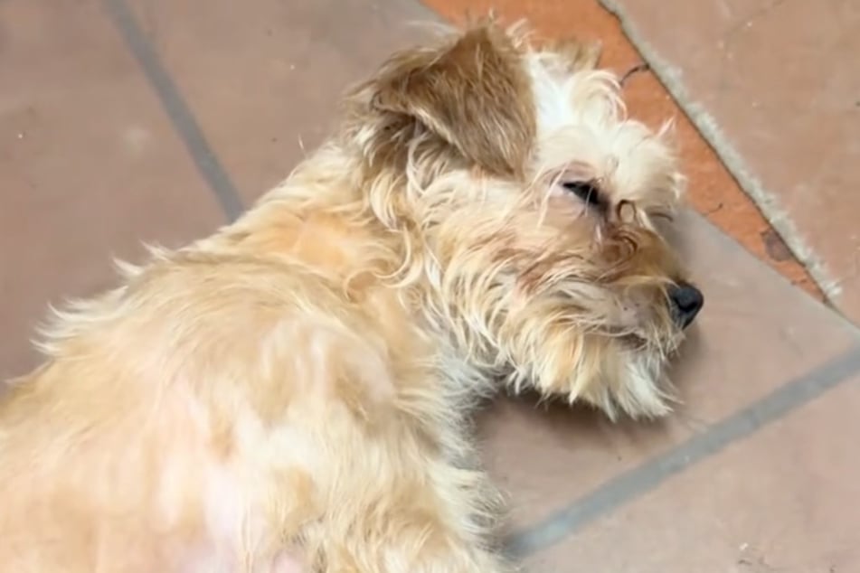 Lovebug took a relaxing nap after all the stress.
