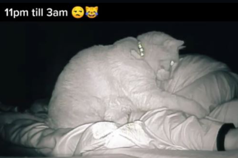 Ginger pawed at his owner from 11 PM to 3 AM.