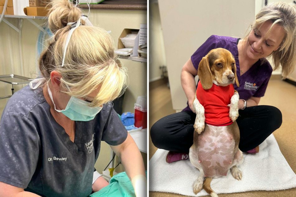 This mama dog came to the shelter with a big pregnant belly.