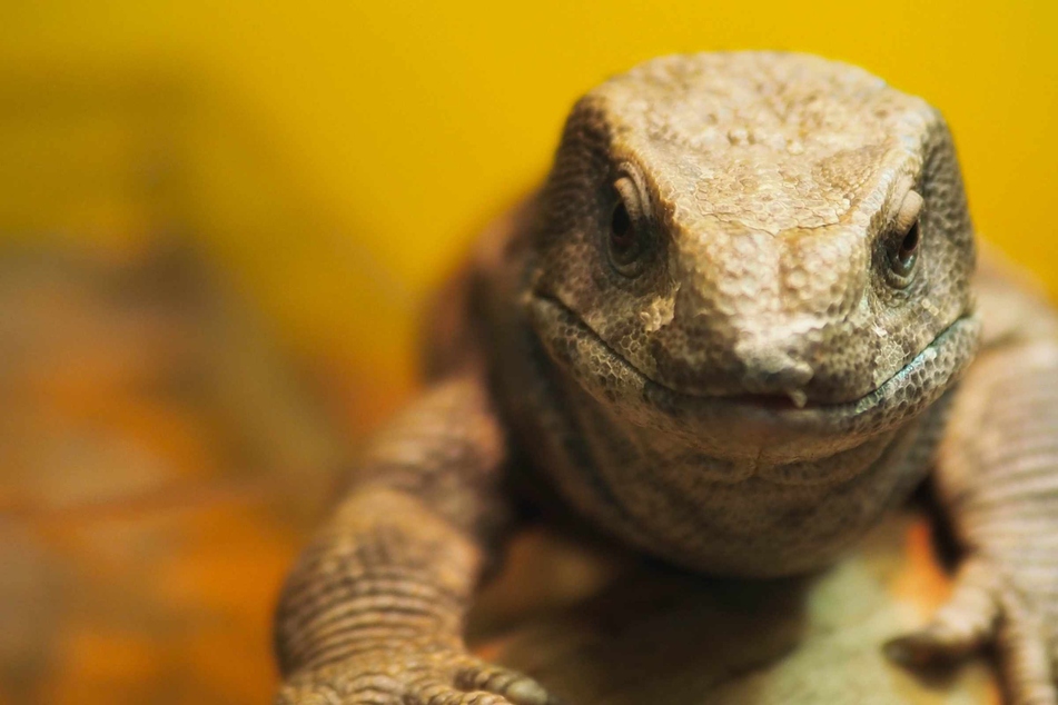 Chinese customs officers discover over a dozen lizards under woman's shirt