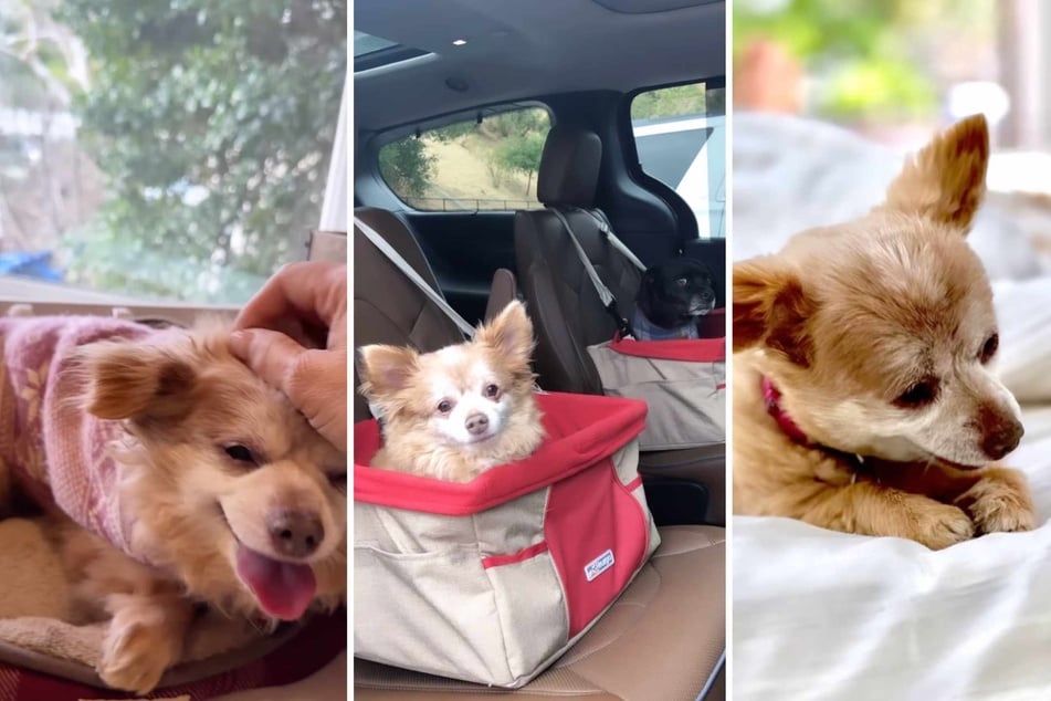 When Foxy the dog died, her owner and furry sibling Charlie suffered in equal measure.