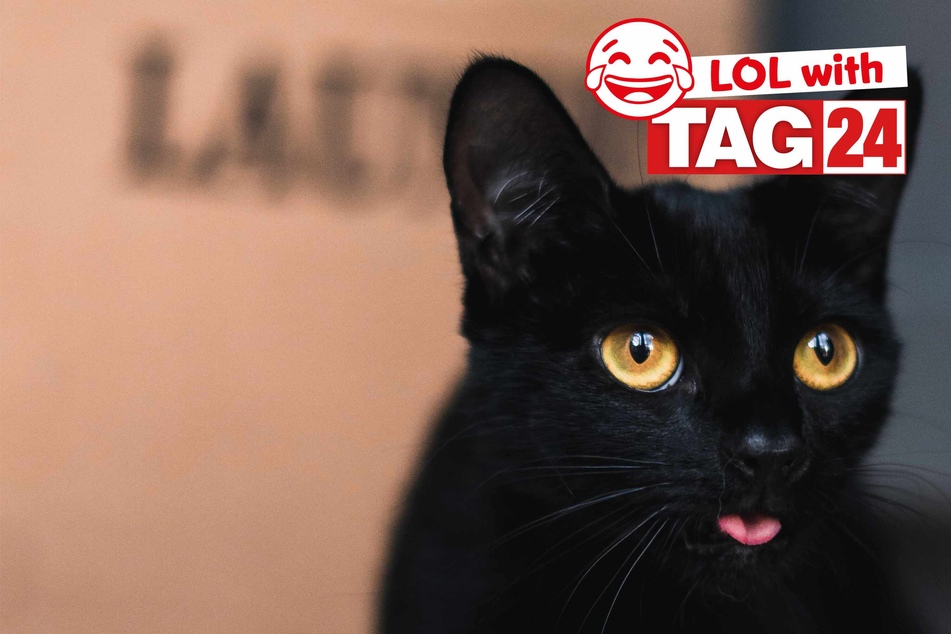 Joke of the Day for October 21, 2023: Get your funny on with Halloween jokes for Caturday