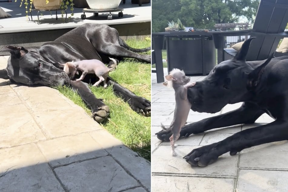 These dogs' unusual friendship is celebrated on TikTok!