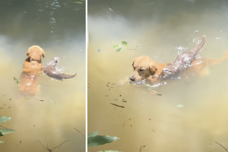 A video from Thailand shows a dog and an otter splashing around together in a stream.