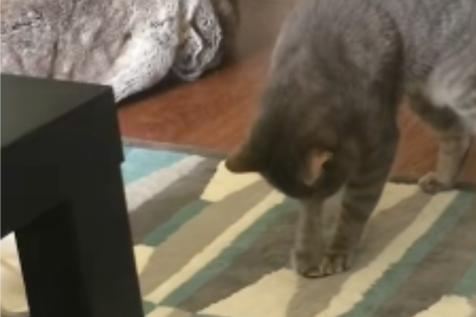 Cat's unusual playtime habit shocks owner: "I raised a genius"
