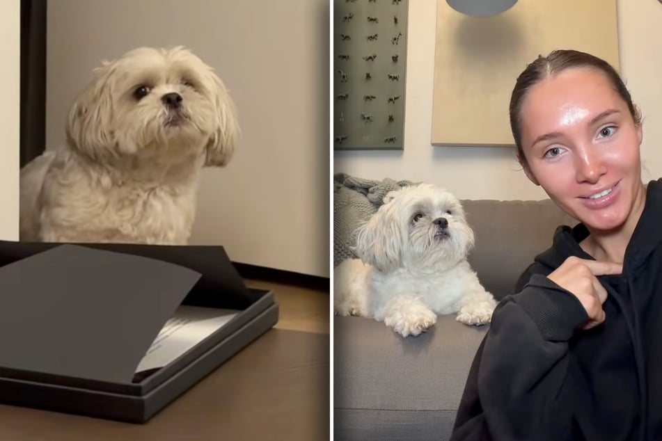 Dog owner is two minutes late to bedtime – and her sassy Shih Tzu isn't having it!