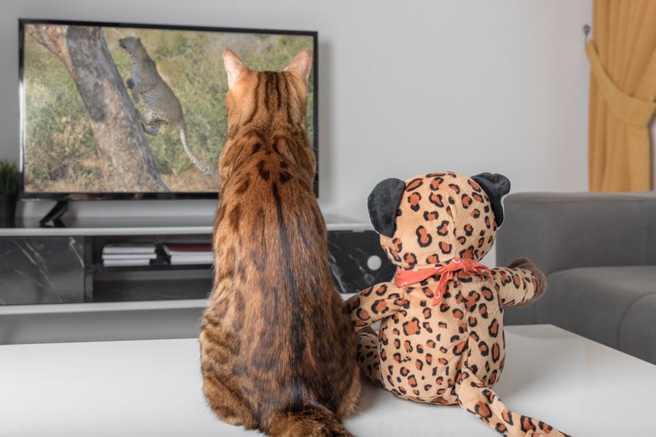 Cats will get excited, or even scared, by fast moving objects on-screen.