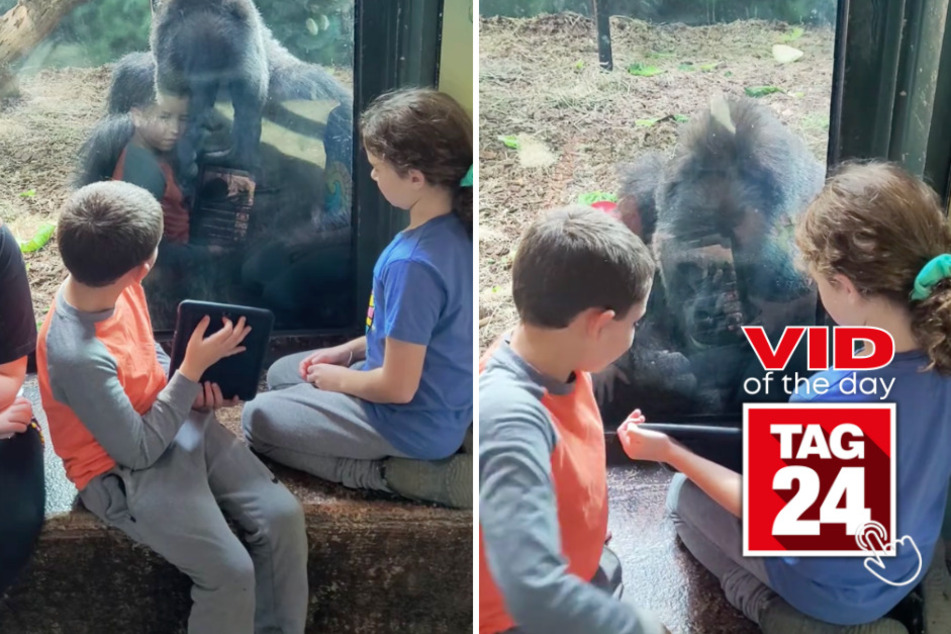 Viral Video of the Day for November 7, 2023: Gorilla stares in awe at YouTube clip played by young zoo goers!