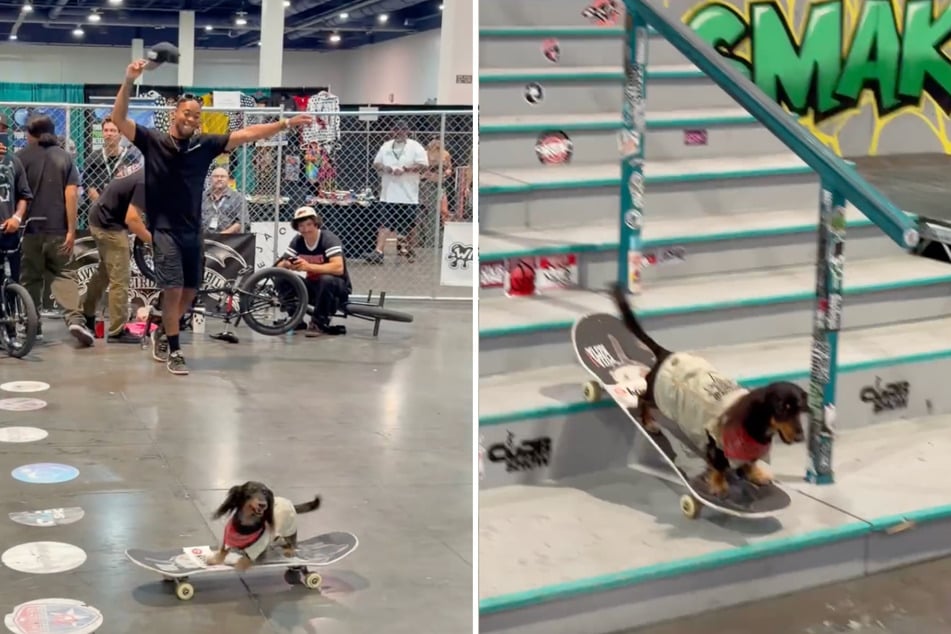 Rowdy the dachshund shows off his skateboaring skills as onlookers cheer! That's one fearless pup! 