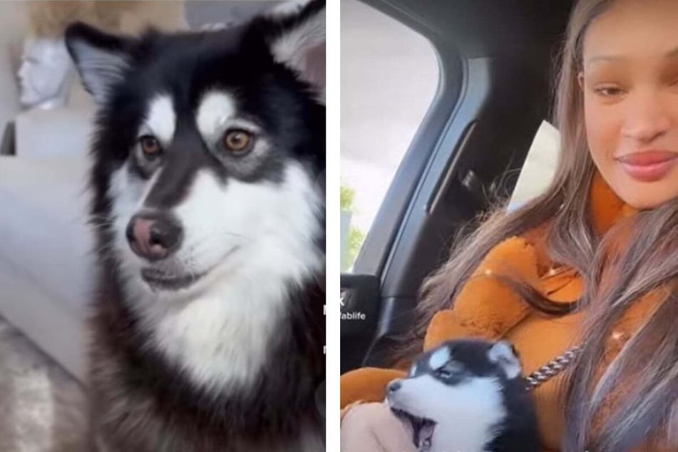 Influencer buys Pomeranian puppy, only to learn its real wild identity!